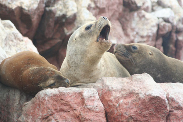 Sea lions at Islas Ballestas - Pisco - Pacific Coast