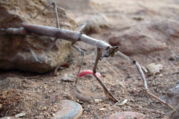 African Praying Mantis - Nyamapanda