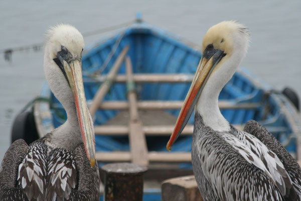 Pelicans at San Andres - Pisco