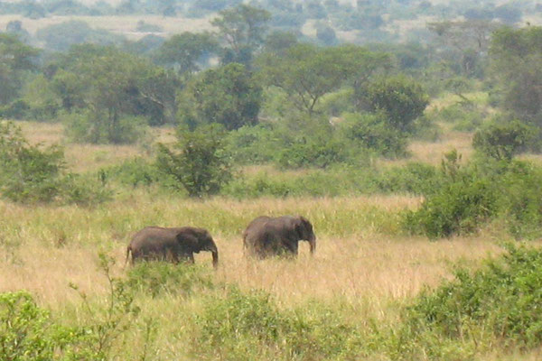 Elephants - Road to Lake Edward - Southwestern Uganda