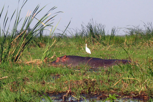 Hippo at Shire River - Liwonde National Park
