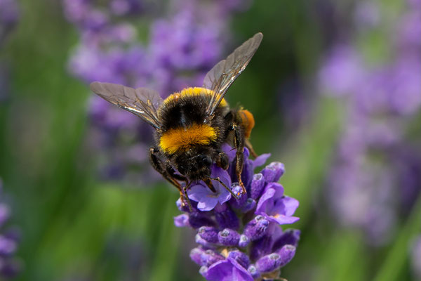 Hummel