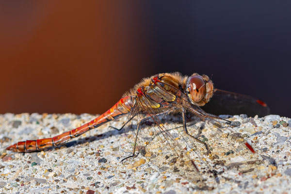 blutrote Heidelibelle