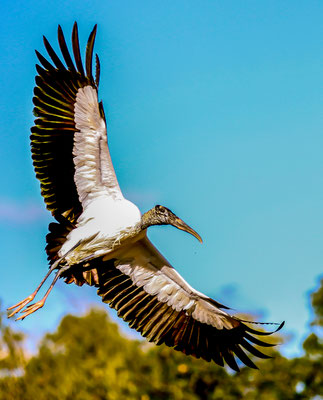 Woodstork - Waldstorch - Ding Darling Sanibel