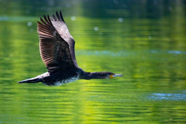 Kormoran bei Dietikon