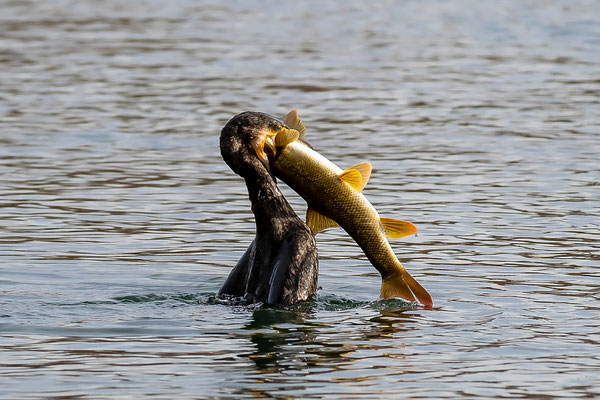 Kormoran mit Barbe