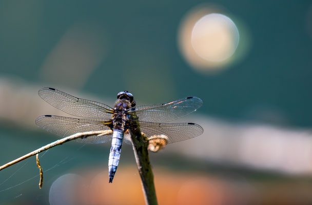 flat bellied dragonfly