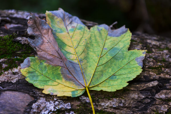 Pastellfarben im Herbst