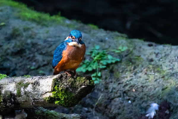 Eisvogel in Dietikon