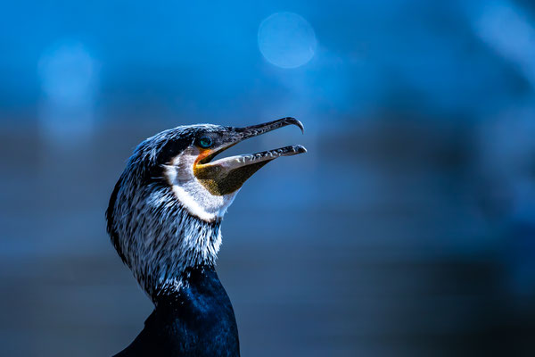 Kormoran in blau