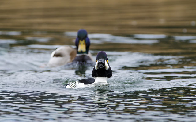 Schellente mit Stockente
