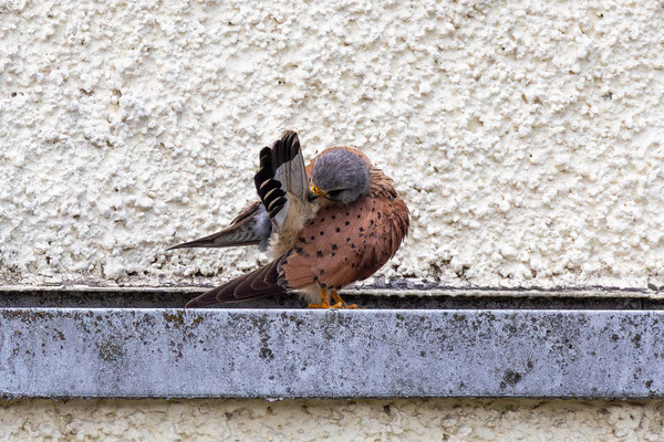 Turmfalke