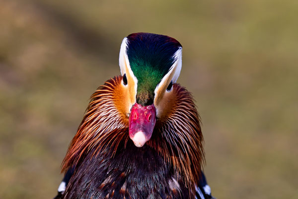 Mandarinente Portrait