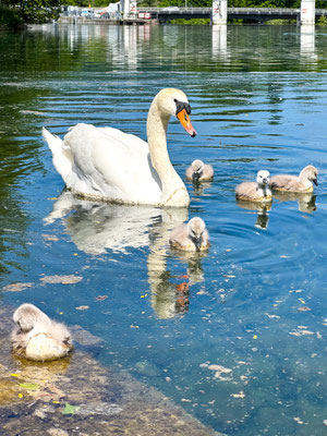 Schwänin mit 5 Jungen