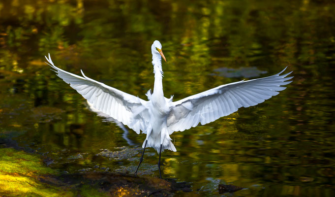 Great Egret - Reiher - Ding Darling Sanibel