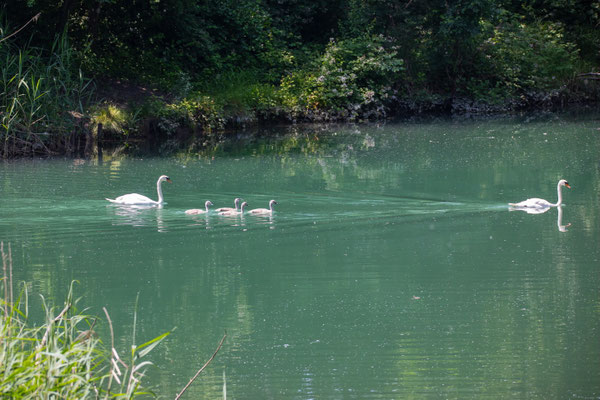 Schwanenfamilie