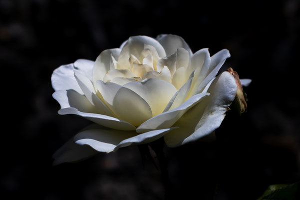 Rose Edelweiss