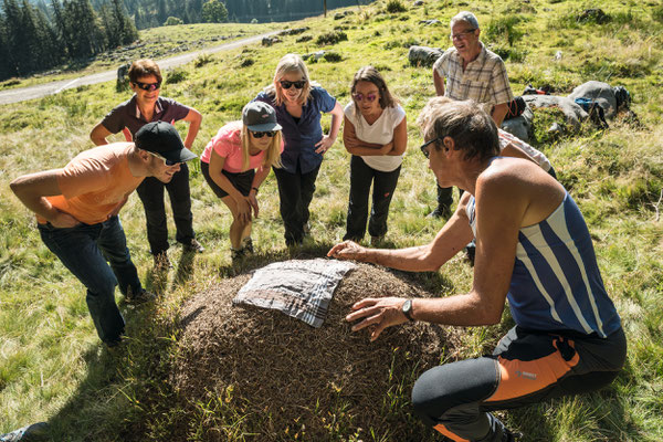 und die Biosphäre Entlebuch, in der sich z.B Ameisenhaufen bei einer Exkursion untersuchen lassen. (Bild: Andre Meier / Biosphäre Entlebuch).