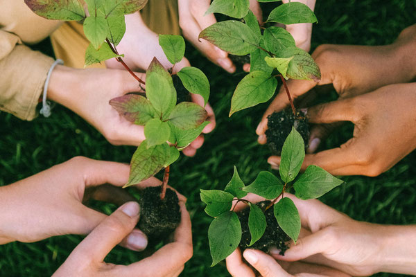 Der neue UNESCO-Lehrstuhl an der PH Luzern stärkt Bildung für nachhaltige Entwicklung – von der Theorie bis zur Umsetzung im Klassenzimmer. (Bild: Pexels / Anna Shvets)