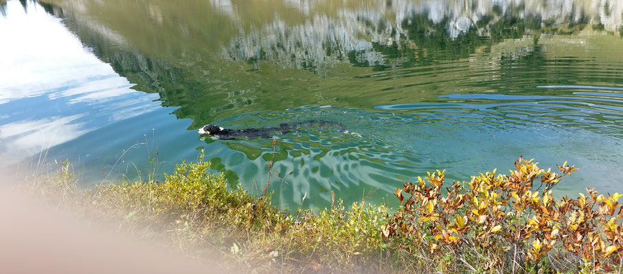 Frieda im Seealpss