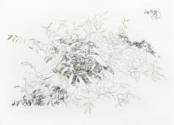 "グレンハントリーにて、窓から見える葉たち"  105x145mm.  pencil, watercolor on paper. 2023-2024｜private collection
