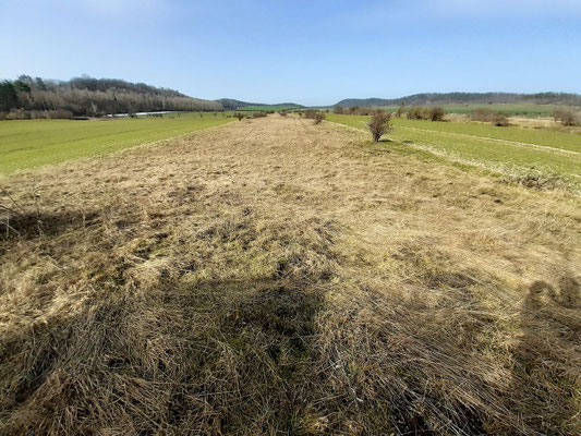 Der schmale Streifen des Naturdenkmals "Acker Helmstein"