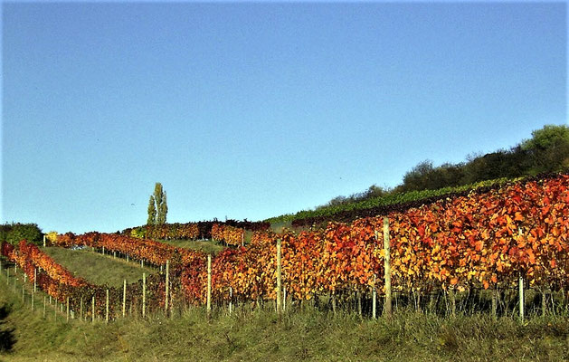 Weinberg am Königstein Ostseite