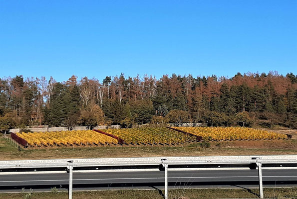 Weinberg am Lästerberg