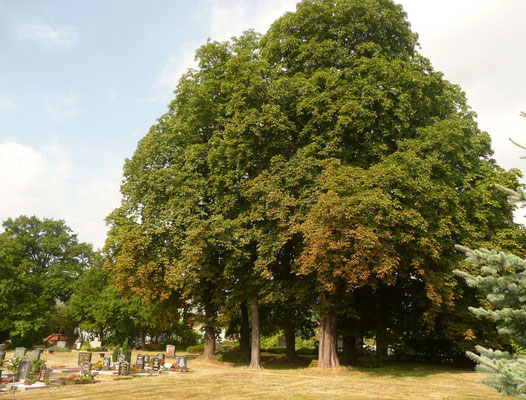 Die sieben großen Bäume neben dem Friedhof
