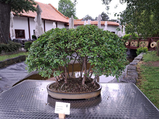 Gemeinsame Ausstellung mit Suibon im China-Restaurant Sichuan / Donaupark  (16.+17.Mai 2026) - Bonsaiclub Wien