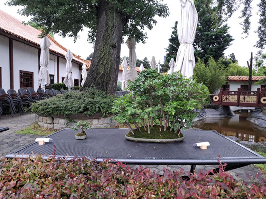 Gemeinsame Ausstellung mit Suibon im China-Restaurant Sichuan / Donaupark  (16.+17.Mai 2026) - Bonsaiclub Wien