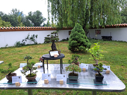 growing bonsai from seed Bonsai Tree | Seed Grow Kit - Japanese Maple - No. HG 143 – Velvet & Shag  Home main image 0