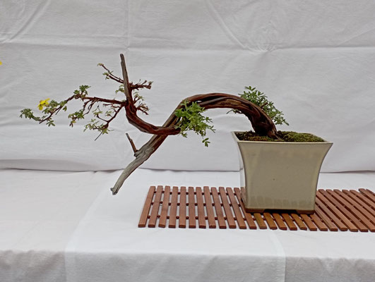 Gemeinsame Ausstellung mit Suibon im China-Restaurant Sichuan / Donaupark  (16.+17.Mai 2026) - Bonsaiclub Wien