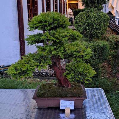 Gemeinsame Ausstellung mit Suibon im China-Restaurant Sichuan / Donaupark  (16.+17.Mai 2026) - Bonsaiclub Wien