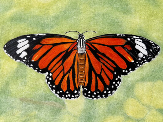 Monarch Butterfly / Faber Castell Polychromos on Pastelmat 24x30cm