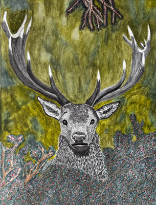 Deer / Graphitint 23x30.5 cm