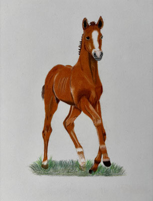 Ginger / Faber Castell Polychromos on Pastelmat 24x30cm