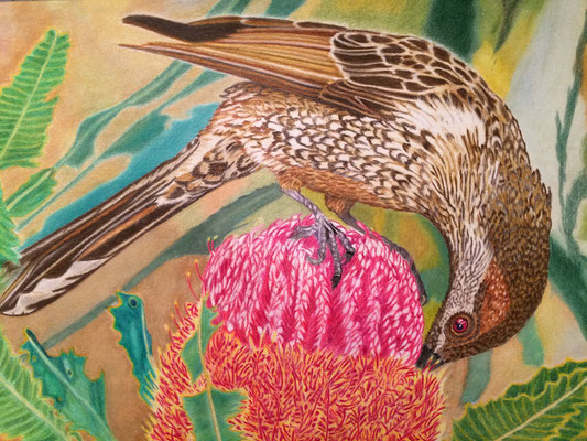 Australian Bird: Faber Castell Polychromos on Fabriano Artistico 160g 21x30cm