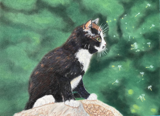Kitty & Dandelion / PanPastel / Caran d'Ache Pablo on Pastelmat 24x30cm