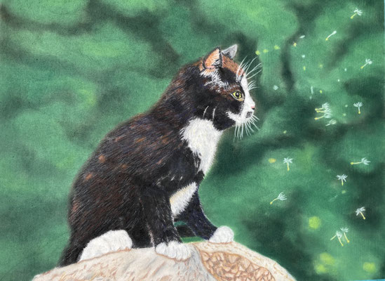 Kitty & Dandelion / PanPastel / Caran d'Ache Pablo on Pastelmat 24x30cm