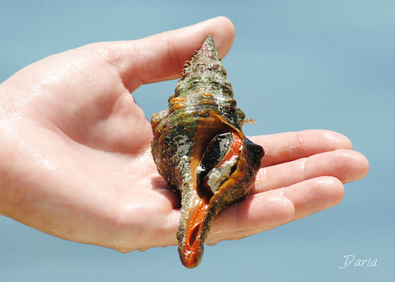 Live Conch, Bahia Honda, Florida Keys, July 2014