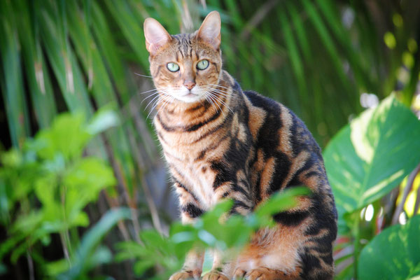 Queen of the Jungle, Key West: December 2013