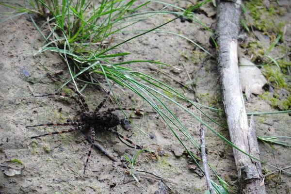 Large Fishing Spider, Belmont, Ohio: June 2013