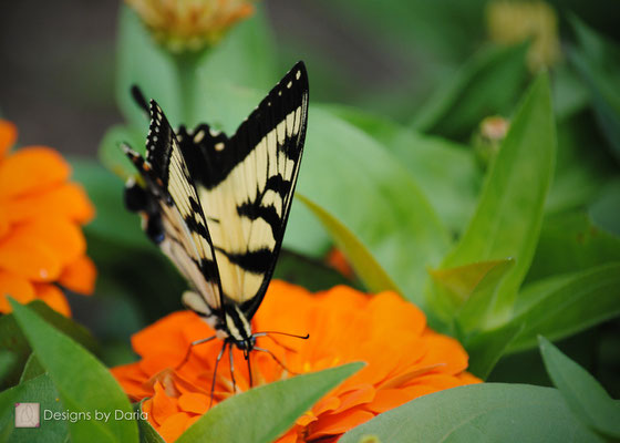 Yellow Swallowtail, Oglebay Park, West Virginia: August 2013