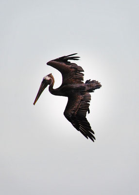 Pelican in Flight, Higgs Beach, Key West: November 2013