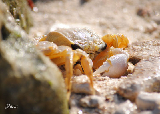 Hiding Crab, Key West, March 2014