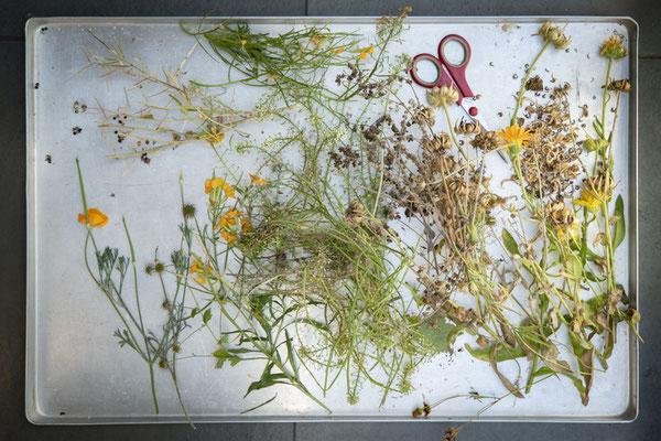 blüten-samen-sammeln©sibyllepietrek-photographin