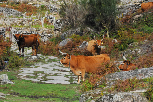 ...und schon versperrt uns eine kleine Herde der sehr alten portugiesischen Berg-Langhorn-Rinderrasse den Durchgang. Glücklicherweise sind diese eindrücklichen Tiere sehr gutmütig und wir kommen ohne Zwischenfall an ihnen vorbei.