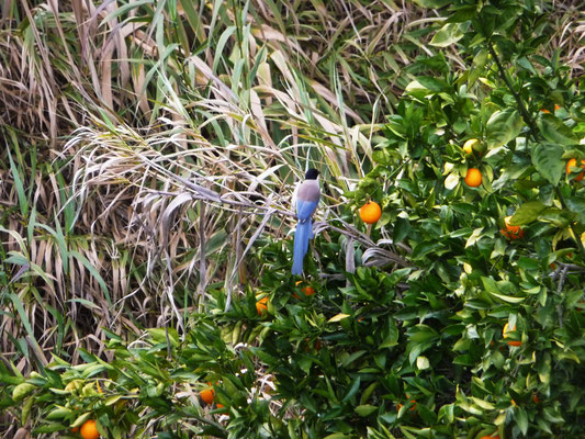 Auch exotische Vögel tummeln sich hier. Die Blauelster lebt sonst nur im ostasiatischen Raum und die Fachleute streiten sich über die Herkunft dieser Population in der Algarve.
