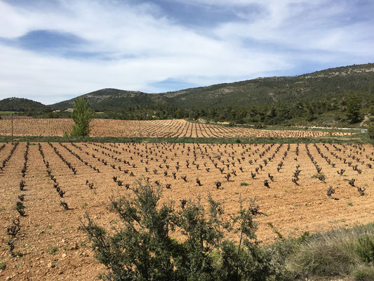 Anschliessend fahren wir Richtung Valencia durch grosse Weinbaugebiete,...